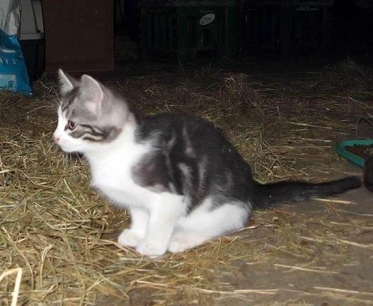 Blanding af racer  †Ferdinand† R.I.P. - Klar til at springe på kaninen  ;) billede 15