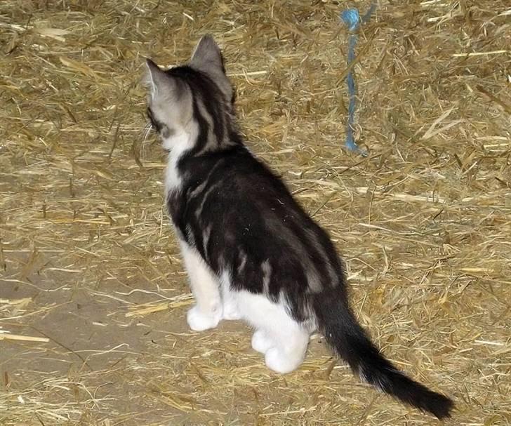 Blanding af racer  †Ferdinand† R.I.P. - Uh de smukke striber  <3 billede 16