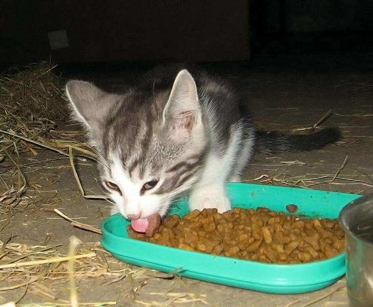 Blanding af racer  †Ferdinand† R.I.P. - Madøret spiser for en gangs skyld  ;) billede 17