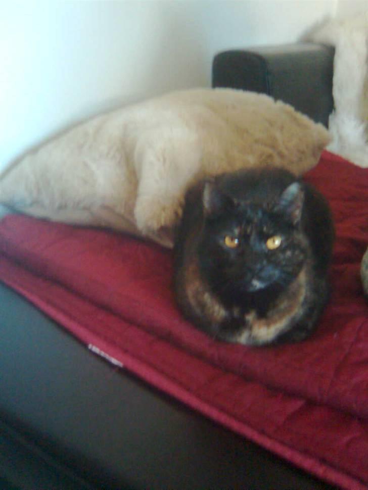 Blanding af racer Djaxa - Djaxa 7 år billede 8