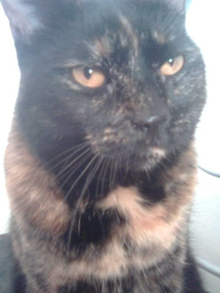 Blanding af racer Djaxa billede 11