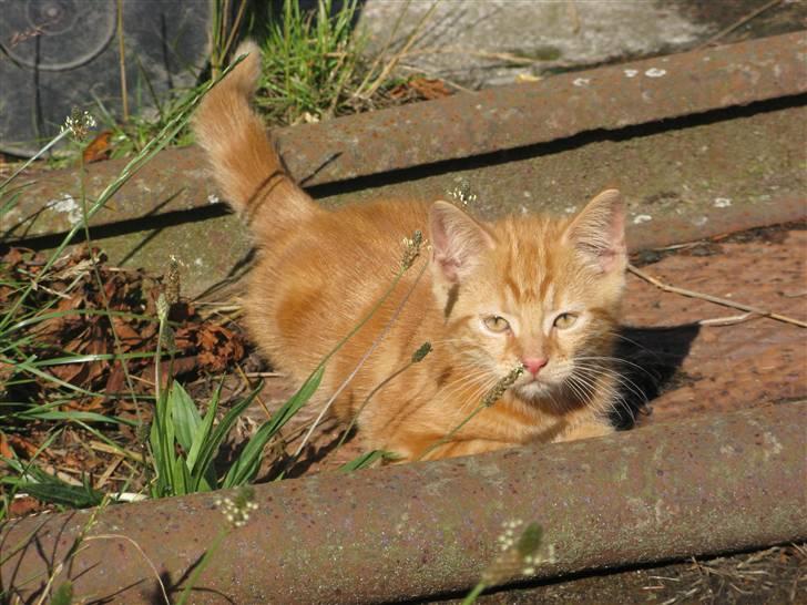 Huskat Mini Kitte billede 19