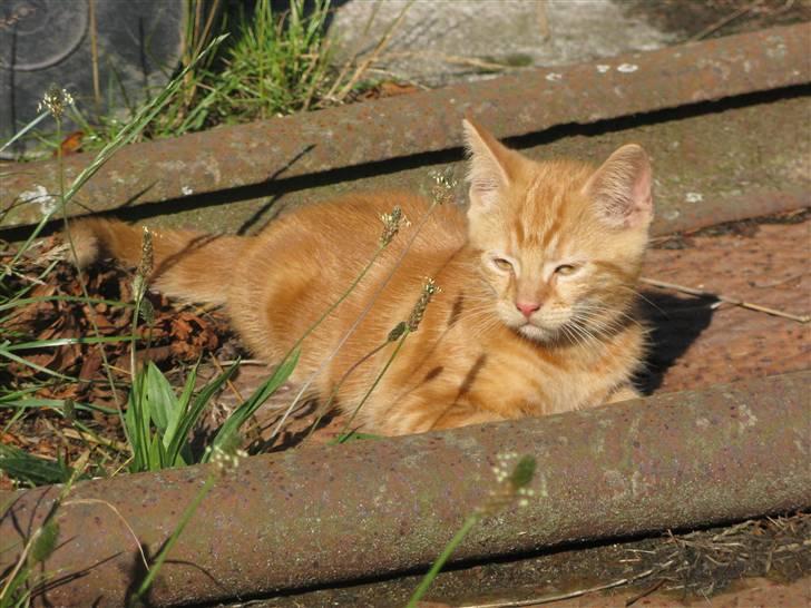 Huskat Mini Kitte billede 20