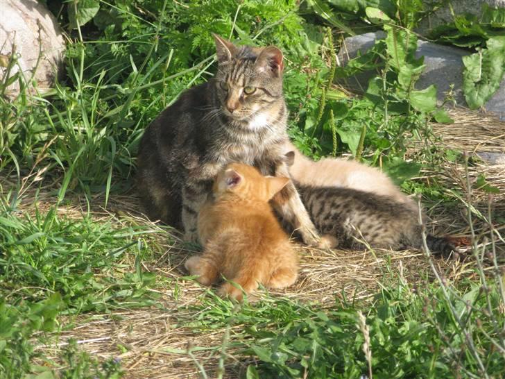 Huskat Vilddyret † R.I.P † - Alle hendes små nuttede killinger får en tår´ mælk :D billede 13