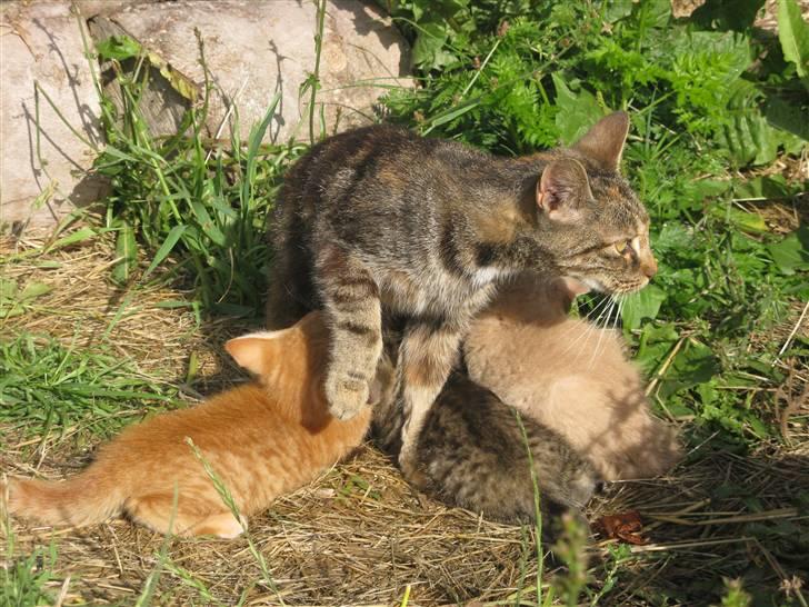 Huskat Vilddyret † R.I.P † billede 14