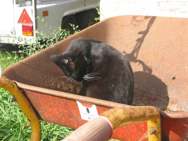 Huskat Emilie billede 15