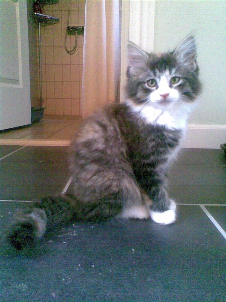 Norsk Skovkat Lady - Lige da jeg fik hende :-) billede 15