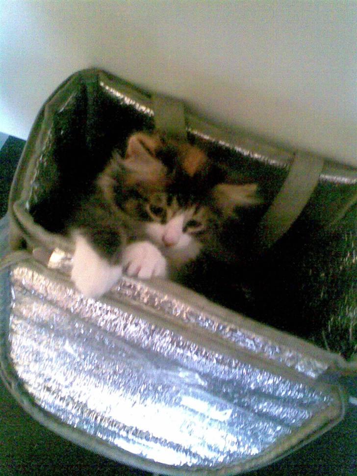 Norsk Skovkat Lady - Gemmer mig lige i fars arbejdstaske.. ;-) billede 16