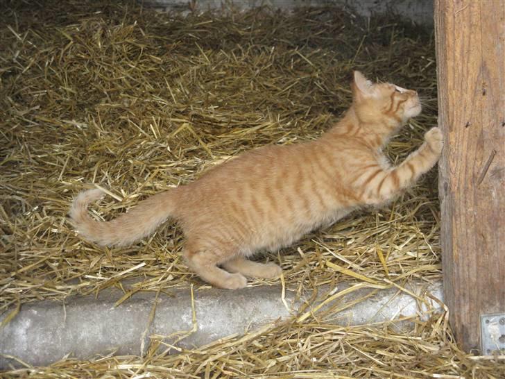 Huskat Bims  billede 20