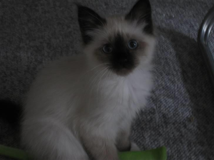 Hellig Birma dk lille mys abrahim billede 5