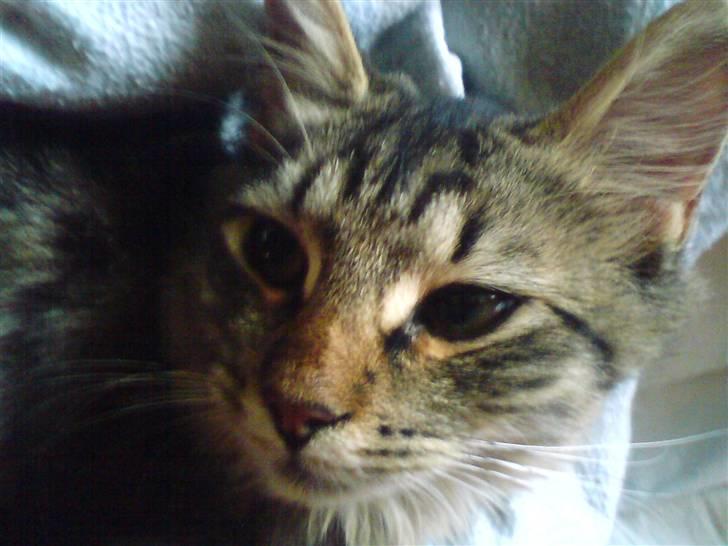 Blanding af racer My - Jeg er Bare for søød(: billede 14