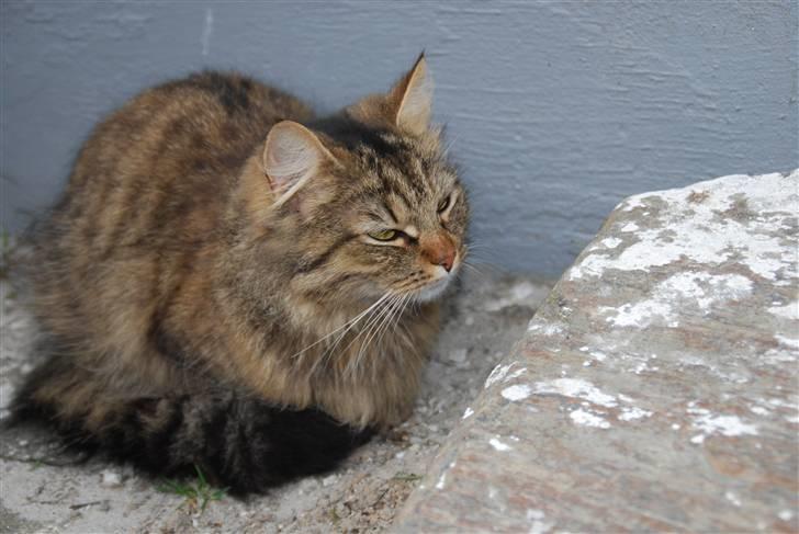 Blanding af racer My - Din påfugl(: billede 15