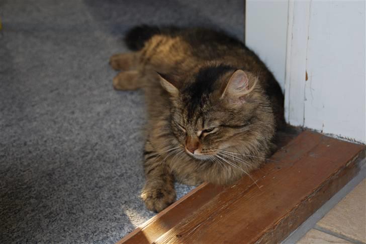 Blanding af racer My - Øøh? billede 16