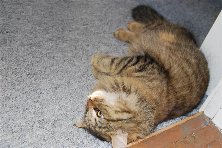 Blanding af racer My - Ligger lige og flader den(: billede 17