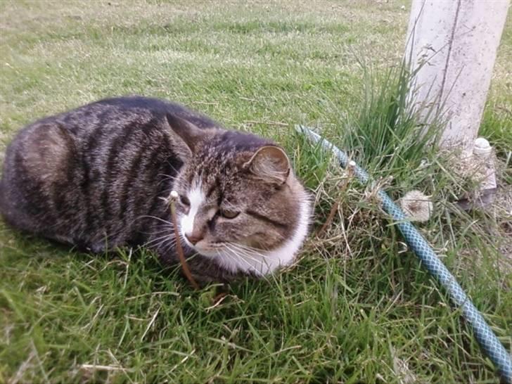 Huskat Æsel - Hva´, er jeg lige lidt sød, eller hva´? billede 16