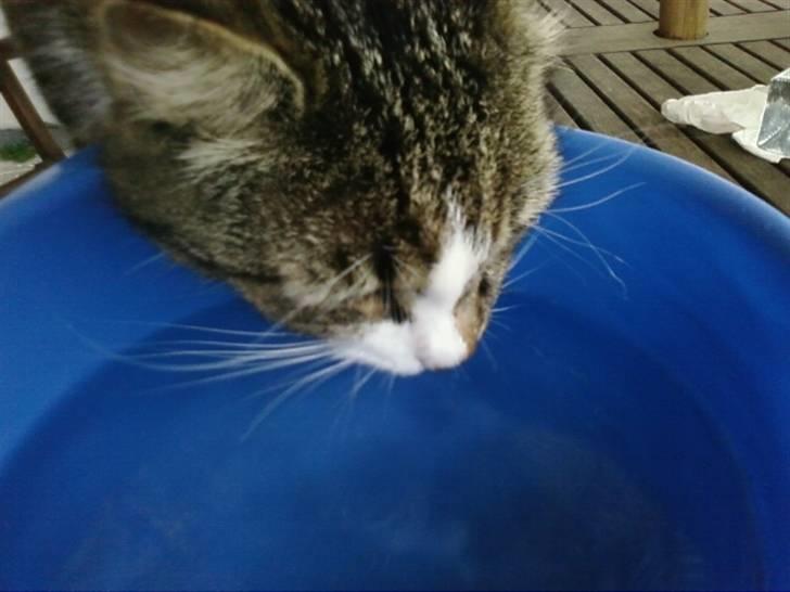 Huskat Æsel - Han elsker vand(: billede 17