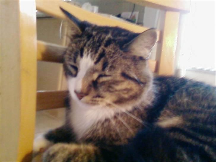 Huskat Æsel - Hehe(: billede 18