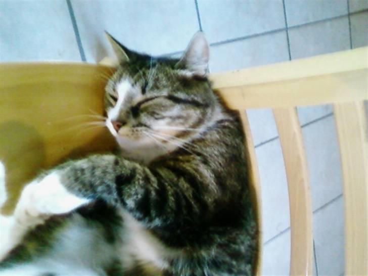 Huskat Æsel - ZzZzZzZ billede 19