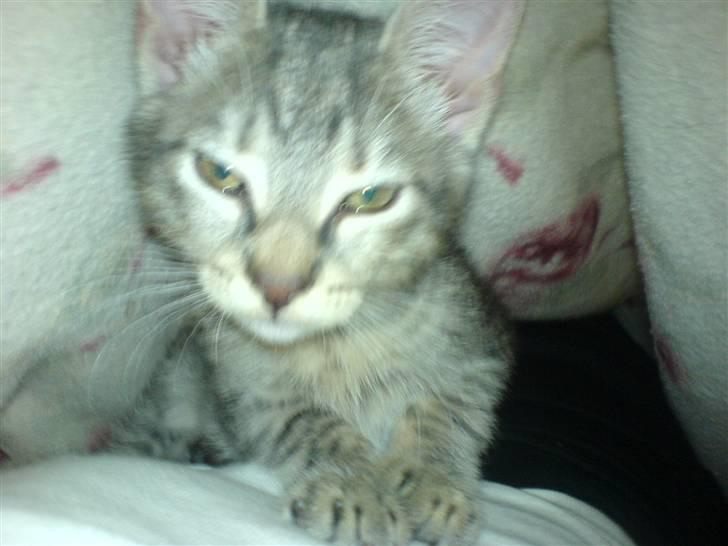 Europé dk Zawi fanandiz billede 9