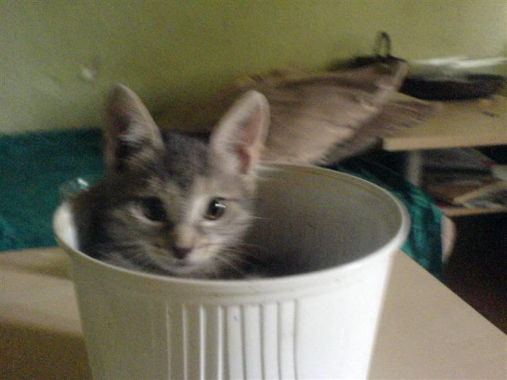 Europé dk Zawi fanandiz - i ka ikk se migxD billede 10