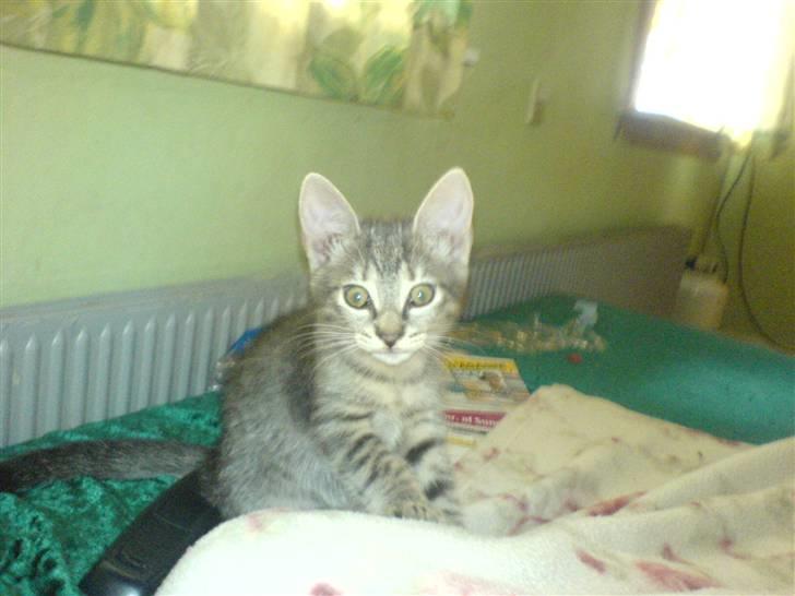 Europé dk Zawi fanandiz billede 11