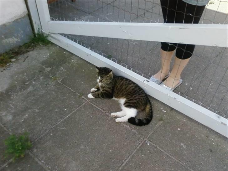 Huskat Æsel - flader den(. billede 20