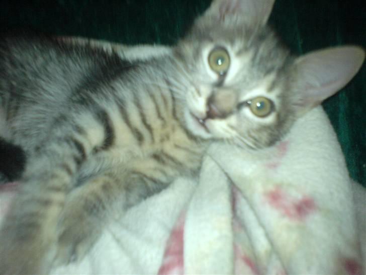 Europé dk Zawi fanandiz billede 13