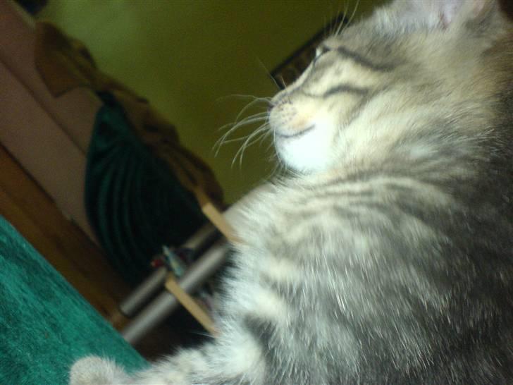 Europé dk Zawi fanandiz billede 14