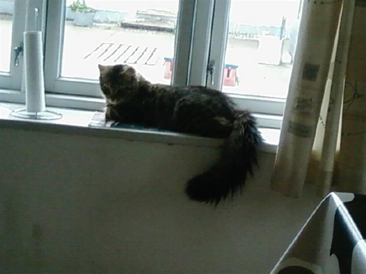 Blanding af racer My - Mig Igen(:  billede 19