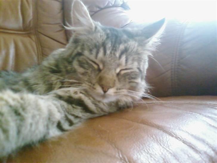 Blanding af racer My - Hygge trold(: billede 20