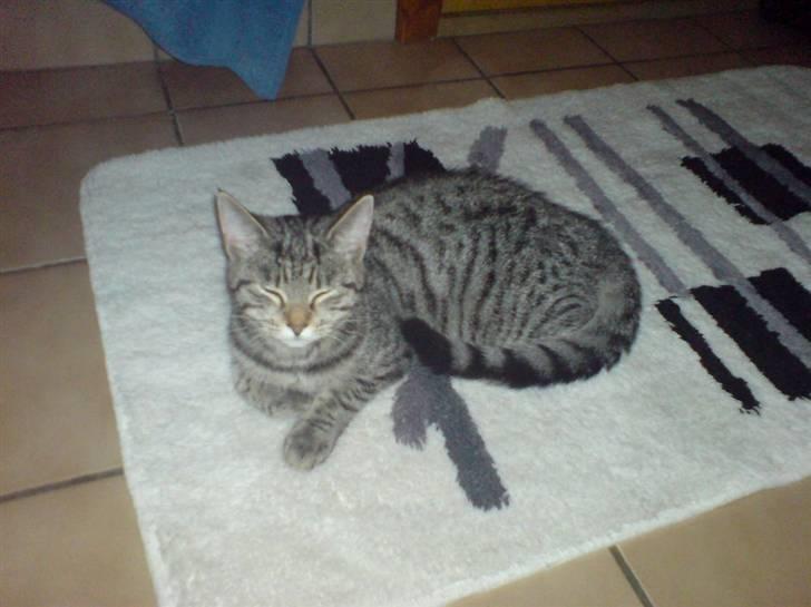 Huskat Misty billede 12