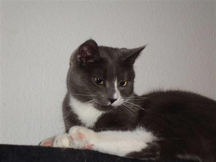 Huskat Pjevs billede 1