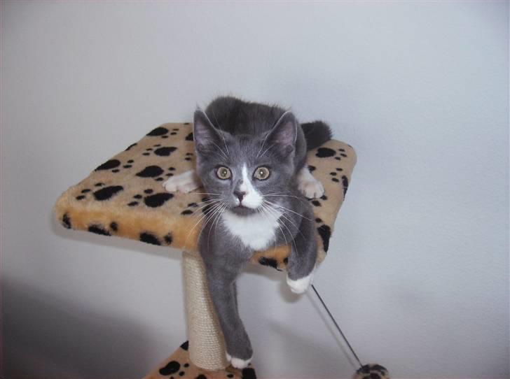 Huskat Pjevs billede 2