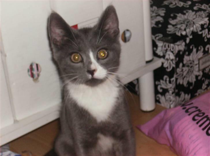 Huskat Pjevs billede 3