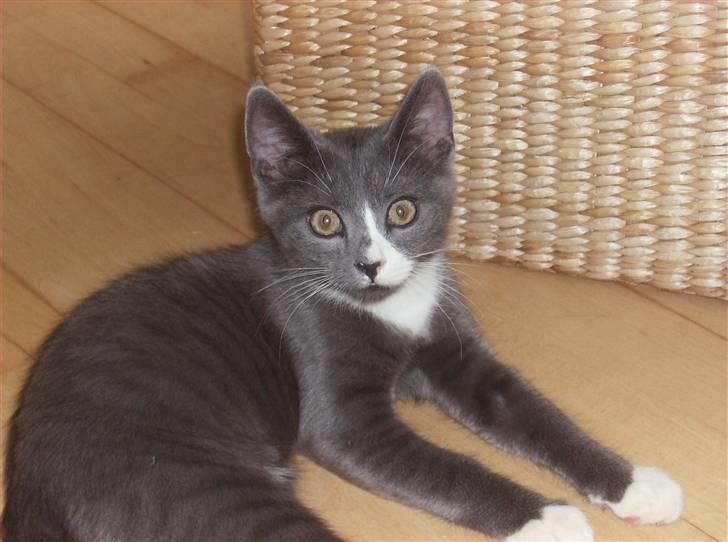 Huskat Pjevs billede 4