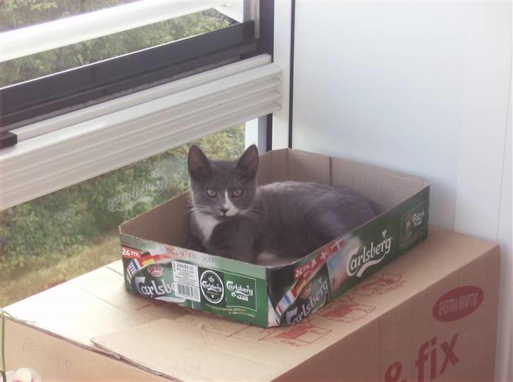 Huskat Pjevs billede 5