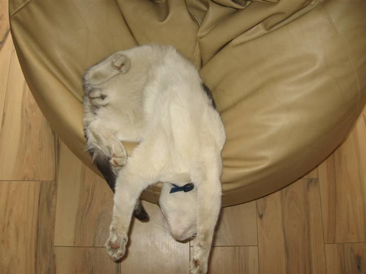 Blanding af racer luifax billede 17