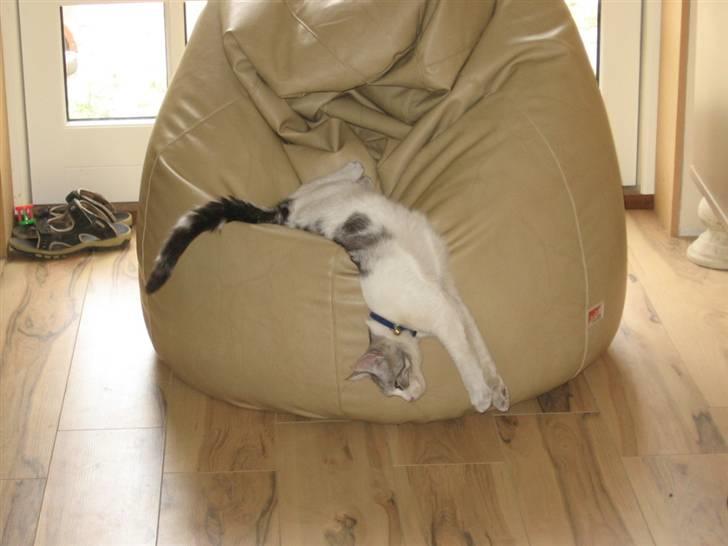 Blanding af racer luifax billede 18