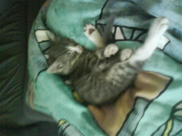 Huskat bølle  rip d 2 maj 09 billede 8