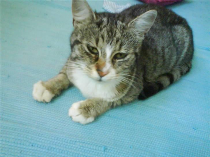 Huskat Zoey - Se mig! ;D billede 1