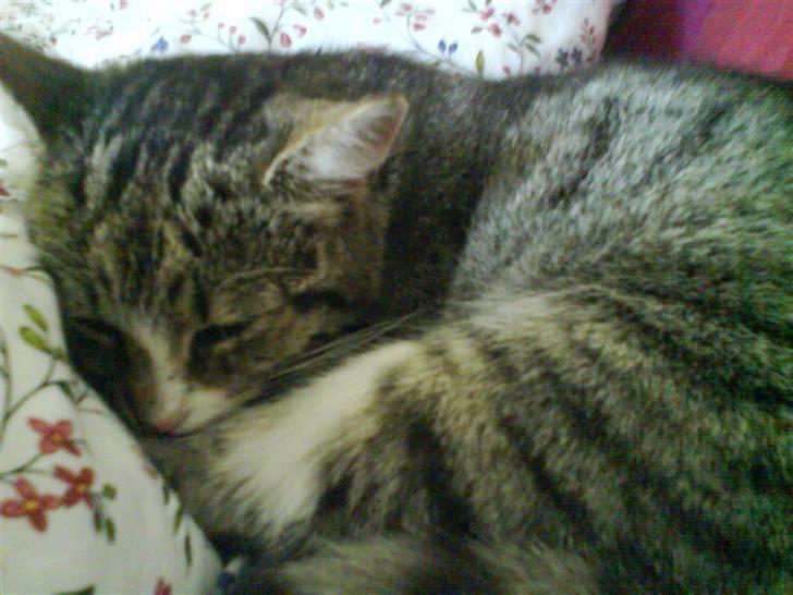 Huskat Zoey - ZZZzZzZzzZzZ billede 2