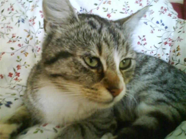 Huskat Zoey - Halløj billede 3