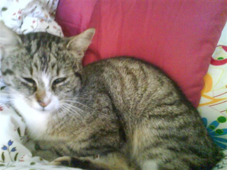 Huskat Zoey - Altid godt med en god lur billede 4