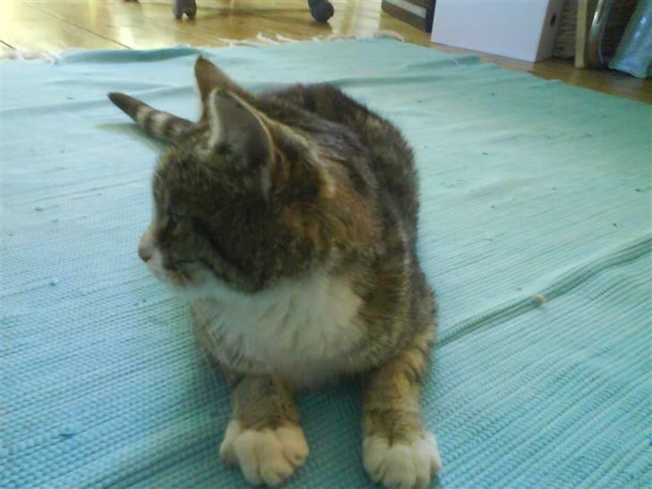 Huskat Zoey - Her sidder hun på gulvet i mit værelse billede 5