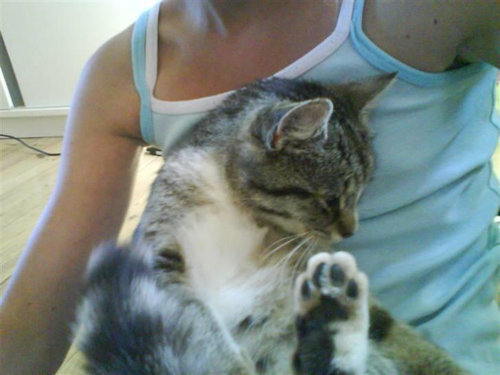 Huskat Zoey - Hehe, se mine smukke poter! billede 6