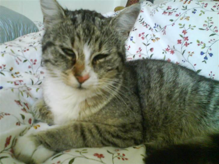 Huskat Zoey - se hvor glad jeg er ! billede 7