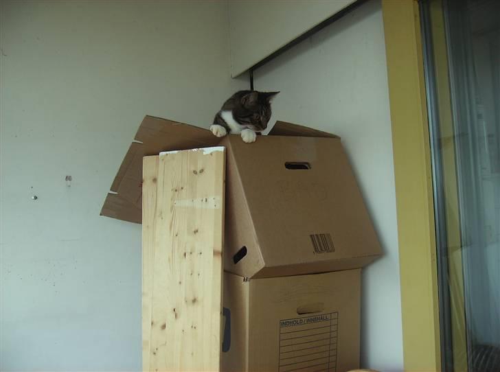 Huskat Mickey - Flyttekasser er spændende billede 11