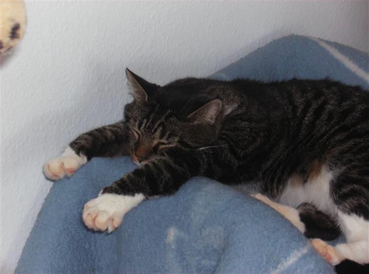 Huskat Mickey - Ahh en dejlig sove plads billede 12