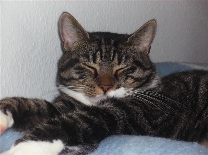 Huskat Mickey billede 13