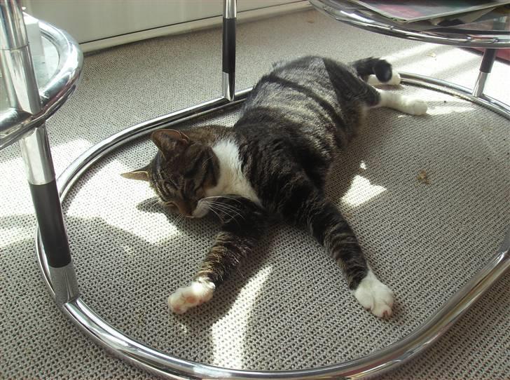 Huskat Mickey - Nyder at ligge og "sole" mig billede 14